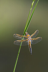 Twelve-spotted skimmer dragonfly female perched on a tall blade of grass