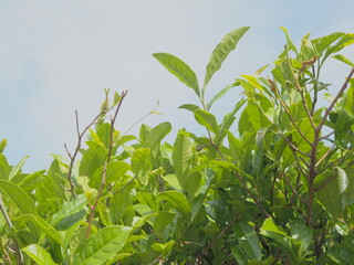 お茶 お茶の葉 新茶 茶摘み 緑