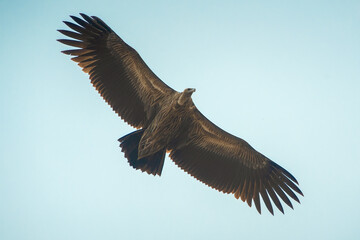 Closeup Himalayan griffon vulture flying on sky