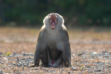 Male monkey yawning in grassland
