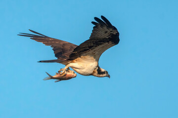 The Osprey hawk is catching a large fish for food.