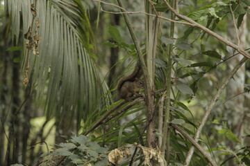 Squirrel on a tree - Itatiaia National Park, Brazil