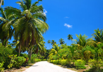 Tropical landscape with coconut palm trees in L'Union Estate, La Digue Island, Seychelles.
