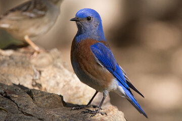 Western Bluebird Male