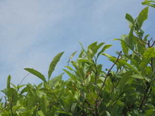 Obraz premium Herbata Liście herbaty Nowa herbata Zbieranie herbaty Zielona