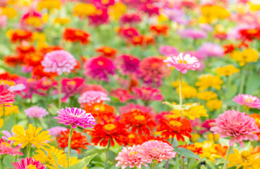 Obraz na płótnie Canvas Colorful blurred background of Zinnia flower.