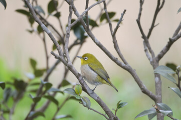 メジロ（鹿児島県・出水市）