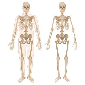 Human skeleton and human body. Front view. Vector illustration in flat style isolated on white background