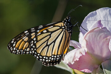 Monarch butterfly on pink flower