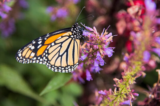 monarch butterfly on purple flower