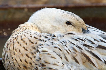 Obraz premium White and brown duck portrait