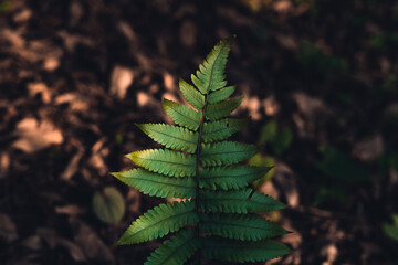 Close-Up Of  Dark green leaves
