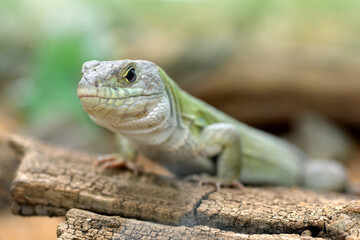 Moroccan eyed lizard - Timon tangitanus. Lizard in the family Lacertidae. The species is endemic to Northwest Africa.