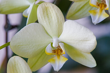 Obraz na płótnie Canvas white orchid flower