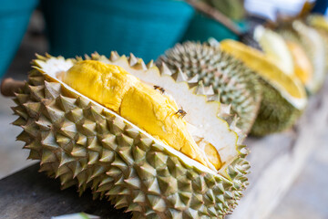 riped durian ready to eat fresh from garden