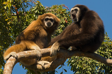 White-handed gibbon pair singing