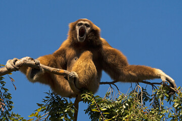 White-handed Gibbon Male singing for his mate from the top of a tree