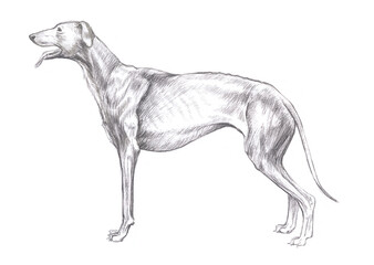 Obraz na płótnie Canvas Pencil sketch, illustration of a greyhound, hound on a white background