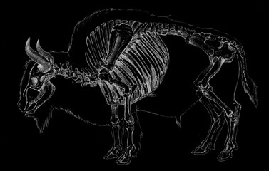 Anatomical sketch of bison skeleton on black background © AnnaNenasheva