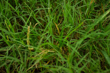 fresh garden grass, with nice texture used as background