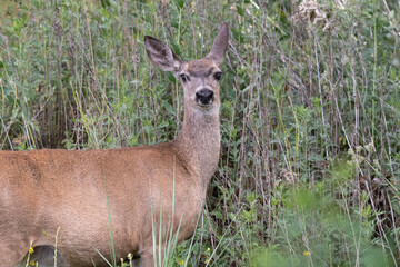 white-tailed deer female in the tall grass