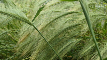 green wheat in the windy field background or wallpaper