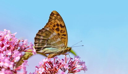 Dark green fritillary butterfly (Argynnis aglaja) sitting on a flower.