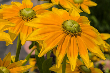 Bright yellow daisy flowers in the garden