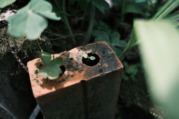 レンガの穴から可愛い双葉がこんにちわ