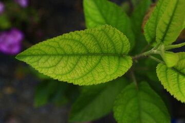 Hoja verde