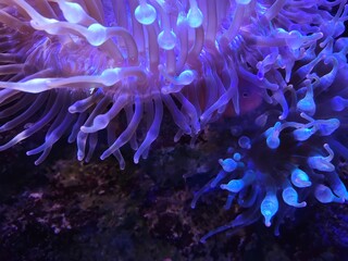 Naklejka na ściany i meble coral fish in aquarium