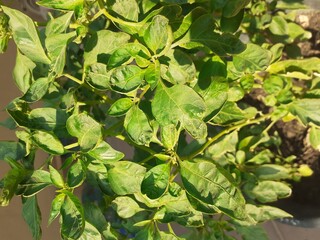 Green Branches Home garden beautiful Home And save world ❤️