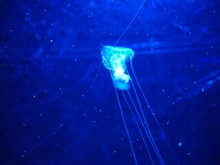 Naklejka na ściany i meble jellyfish in the ocean