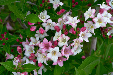 Flowering bush of honeysuckle. Weigela.