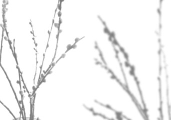 Summer background of shadows of willow branches on a white wall. White and black for superimposing a photo or mockup