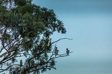 Cockatoos sitting in a tree in Australia