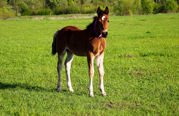 young thoroughbred brown foal walks and plays on  green pasture. Little stallion frolic and eat...