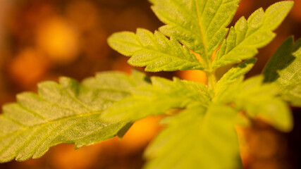 Cannabis Weed Marijuana plant leaves grow in an indoor
