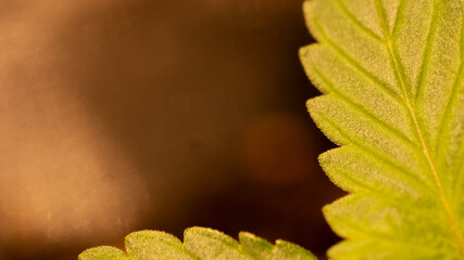 Cannabis Marijuana Weed Leaf Close Up