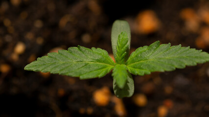 White Widow Cannabis Plant Weed Plant Marihuana Plant