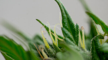 Cannabis Marijuana Weed Plant Leaf 
