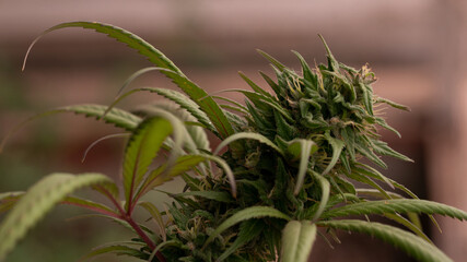 Cannabis Marijuana Weed Bud Macro Close Up 