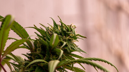 Cannabis Marijuana Weed Bud Macro Close Up 