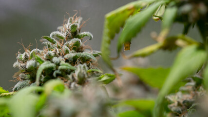 Cannabis Marijuana Weed Bud Macro Close Up 