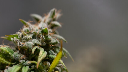Cannabis Marijuana Weed Bud Macro Close Up 