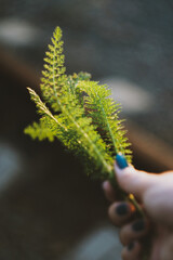 Naklejka premium green leaves in hand
