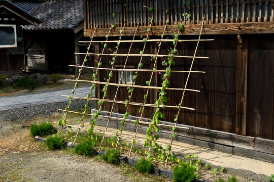 508 Best つる性植物 Images Stock Photos Vectors Adobe Stock