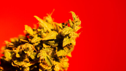 Cannabis Marihuana Weed Plant Bud with Background