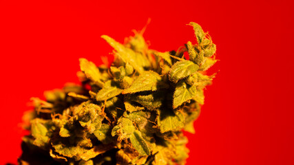 Cannabis Marihuana Weed Plant Bud with Background