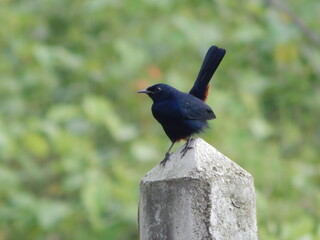 Sri Lanka Nature 